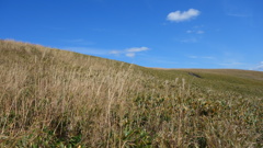 神威岬の草原