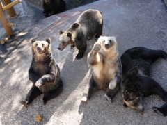 熊牧場の飼いならされた熊