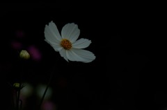 秋桜_2