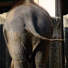 おしり