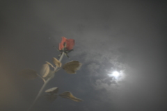 花と月