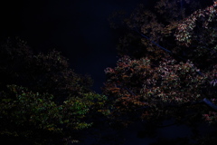 紅葉前