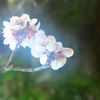 白梅ーjapanese apricot②*