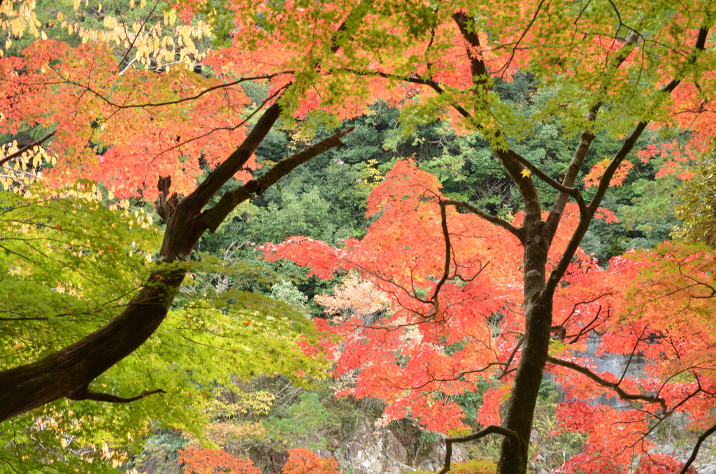 紅葉ー滋賀 大滝神社*