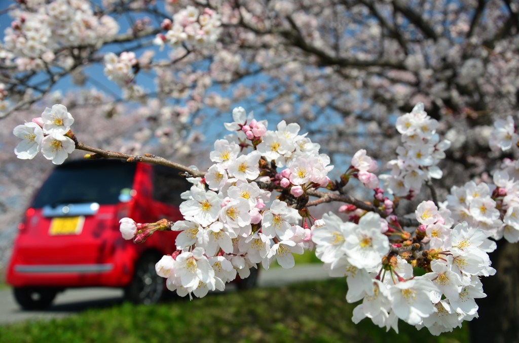 愛車で桜ドライブーcherry blossoms*