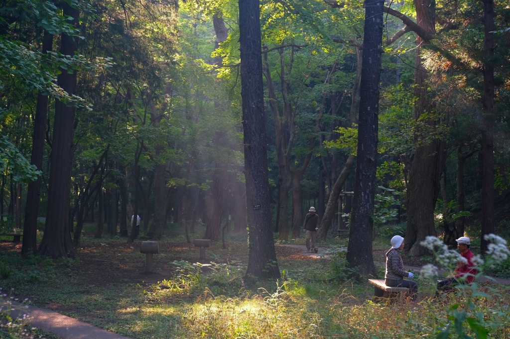 hayaoki