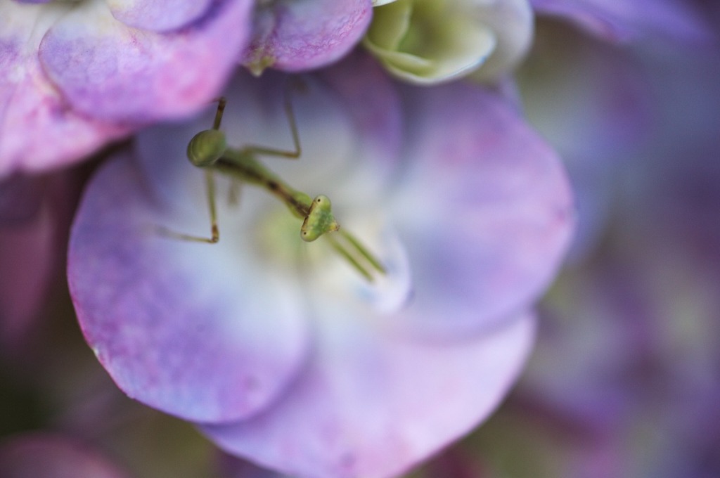 紫陽花と蟷螂