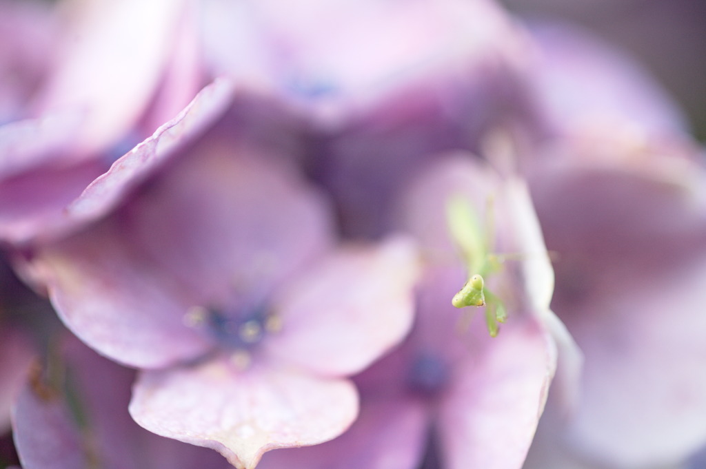 紫陽花と蟷螂