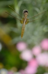 バラ園横の小道にて