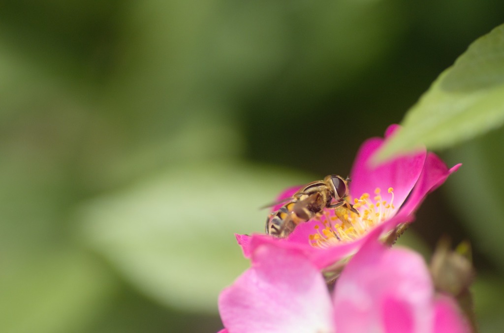 バラ園横の小道にて