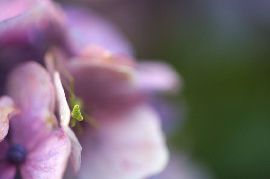 紫陽花と蟷螂