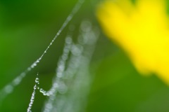 雨上がり