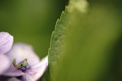 紫陽花とチビ蟷螂