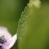 紫陽花とチビ蟷螂