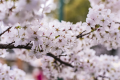 桜　満開間に合う