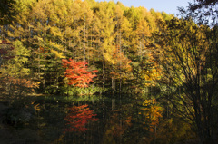 高原遊歩道紅葉散策