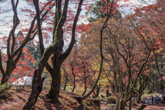 秋真っ盛り