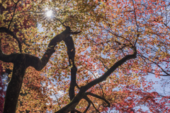 個性な紅葉