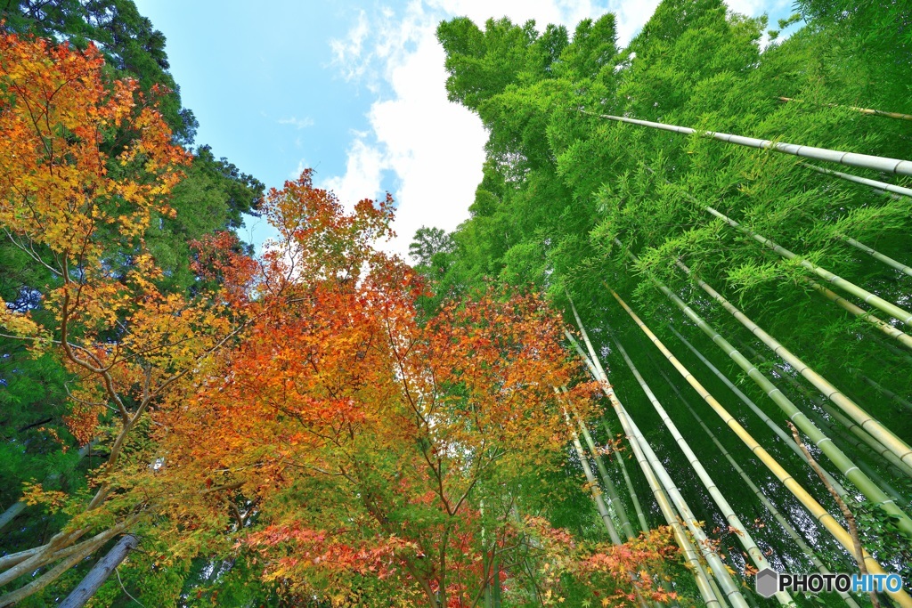 2017.11.12天に（そら）伸びて