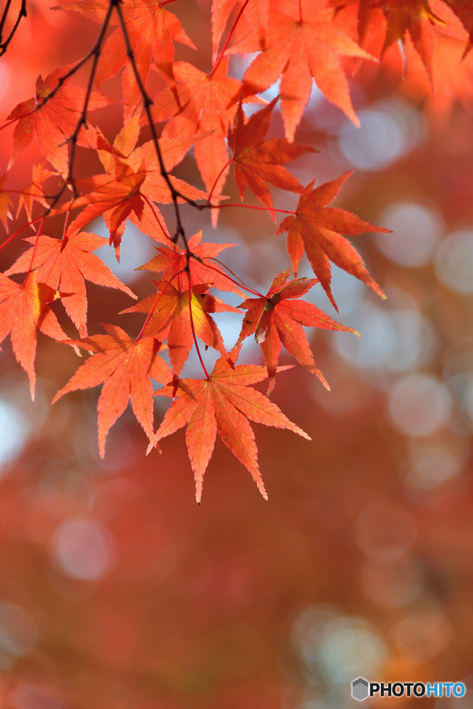 2017.10.26最期の椛