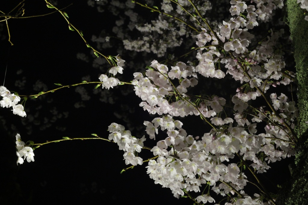夜桜２