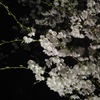 夜桜２