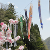 春の風物詩