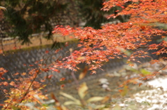 渓流の紅葉