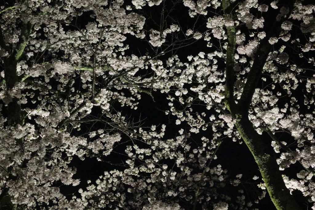 夜桜１