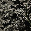 夜桜１