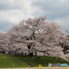 斐伊川堤防