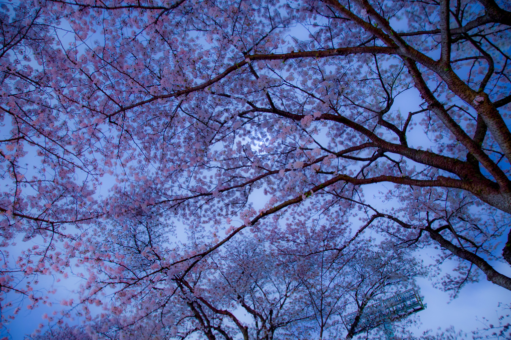 桜「陰明」