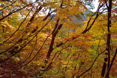会津の紅葉　22