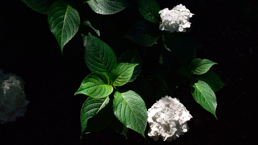 紫陽花