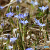 尾瀬の花達