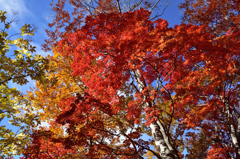 会津の紅葉　20