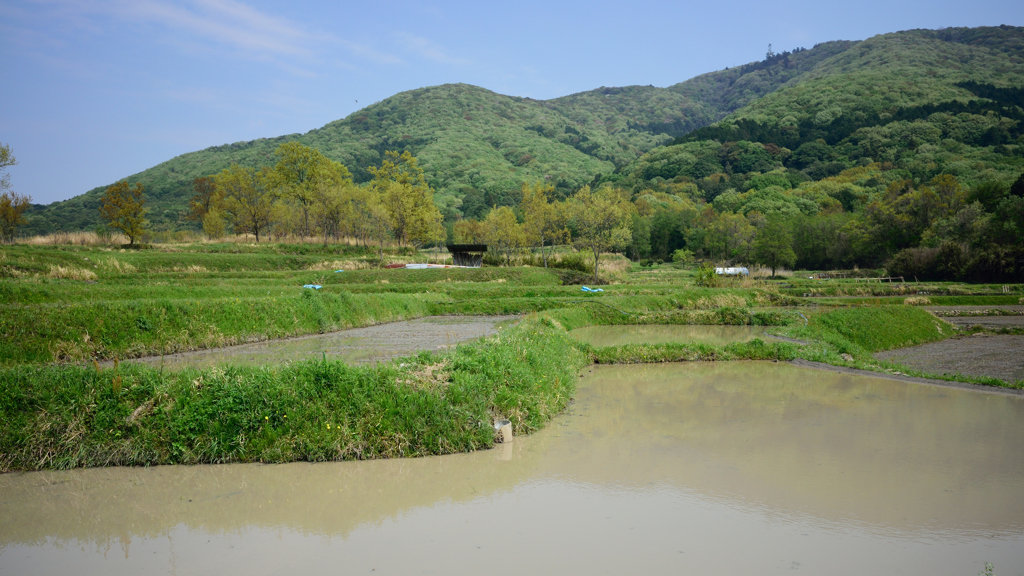 田植え間近