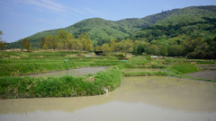 田植え間近