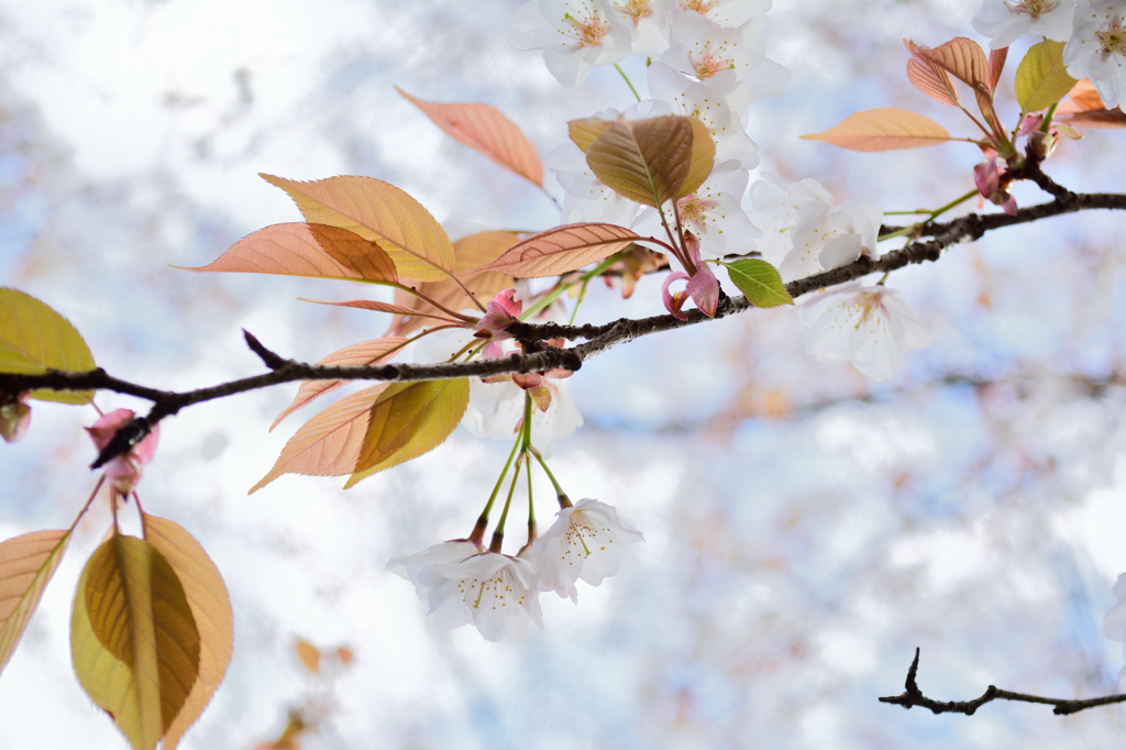 山桜