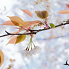 山桜