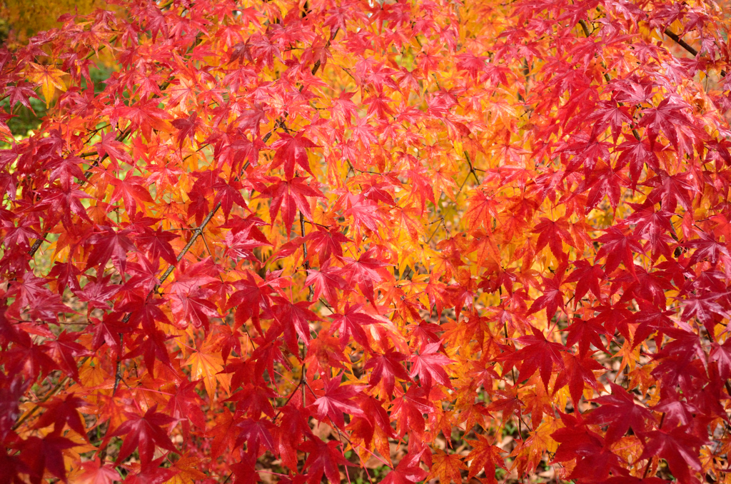 紅葉（雨、、、）