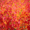 紅葉（雨、、、）
