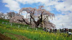 三春滝桜