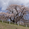 滝桜