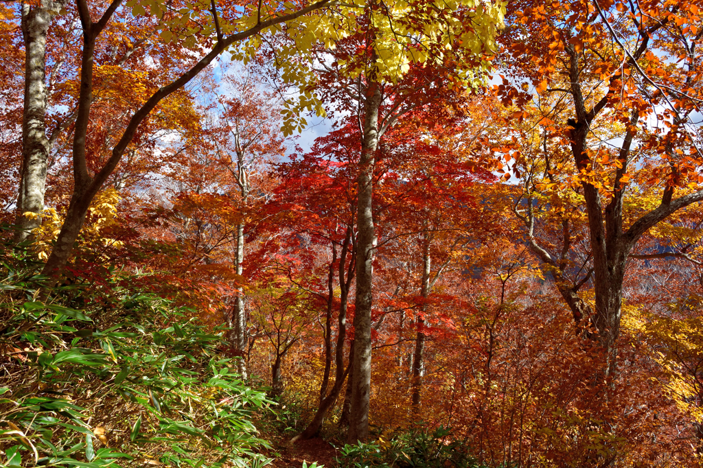 会津の紅葉　8
