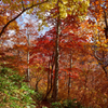 会津の紅葉　8