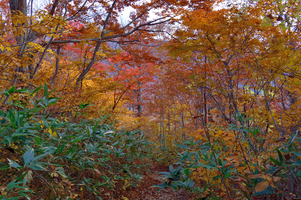 会津の紅葉　6