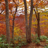 会津の紅葉　9