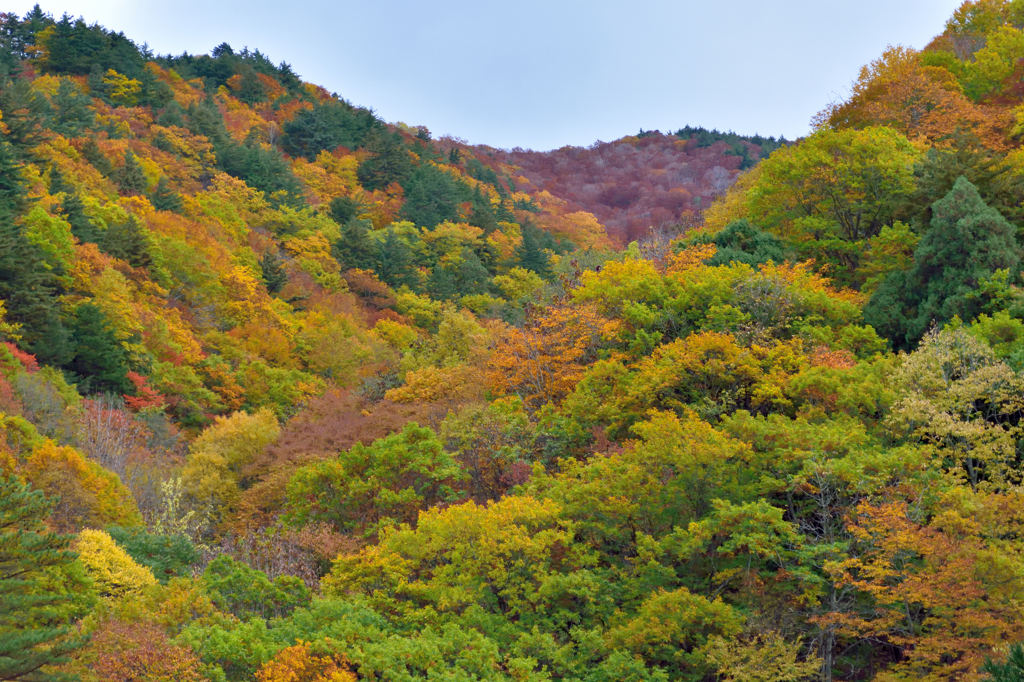 会津の紅葉　10