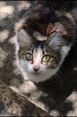 にゃんみ。